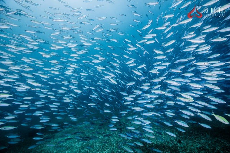 fish storm
