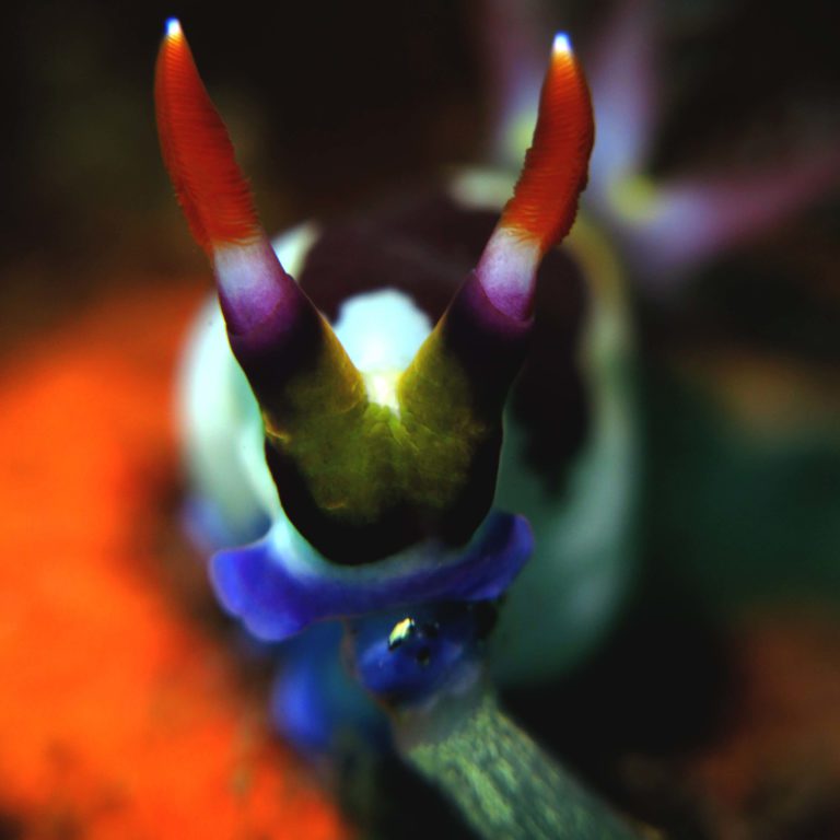 a photo of nudibranch