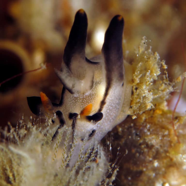 Another photo of nudibranchs, gold colored nudibranch