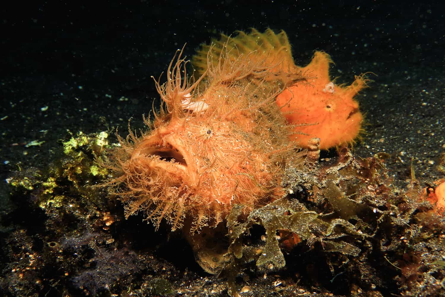 Frogfish in Komodo Island