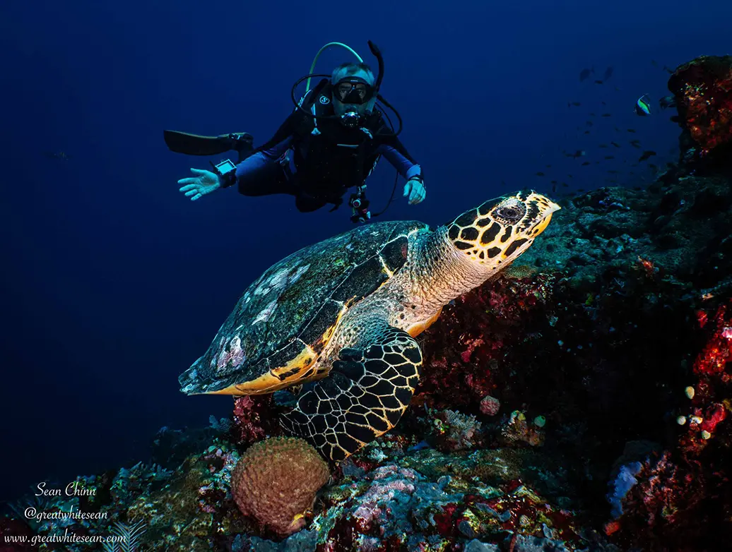 Hawksbill turtle