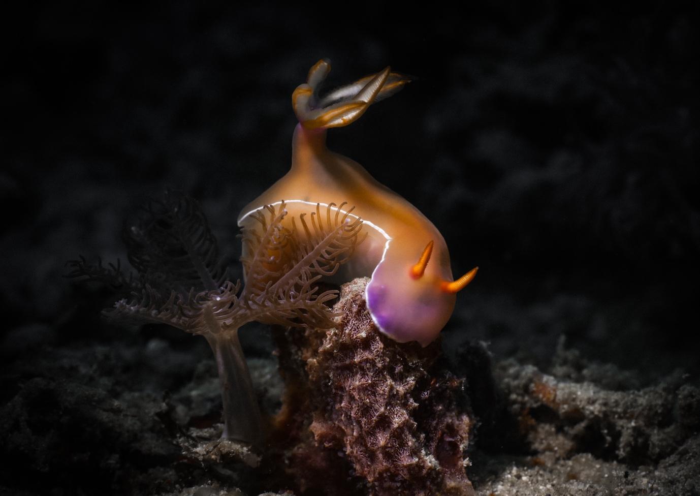 Additional Marine Wonders in Komodo - La Galigo Liveaboard