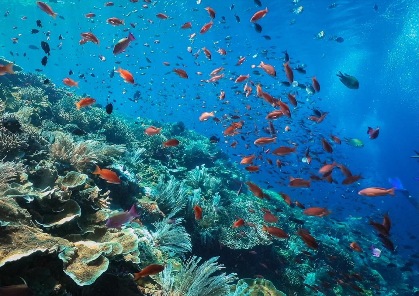 Batu Bolong Dive Sites in Komodo - La Galigo Liveaboard
