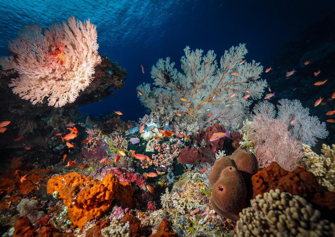 Best Komodo Dive Sites - La Galigo Liveaboard