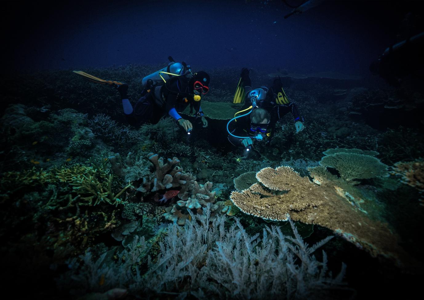 Komodo Night Diving - La Galigo Liveaboard