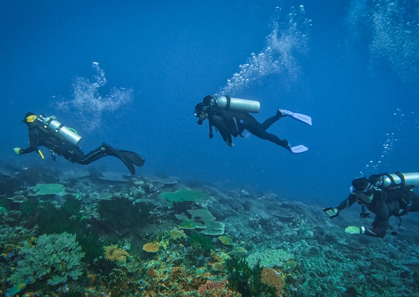 The Cauldron Dive Site in Komodo - La Galigo Liveaboard