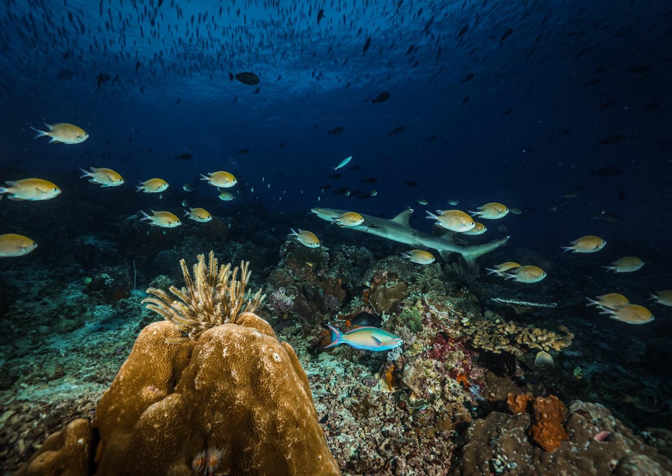 The Marine Life of Komodo Island - La Galigo Liveaboard