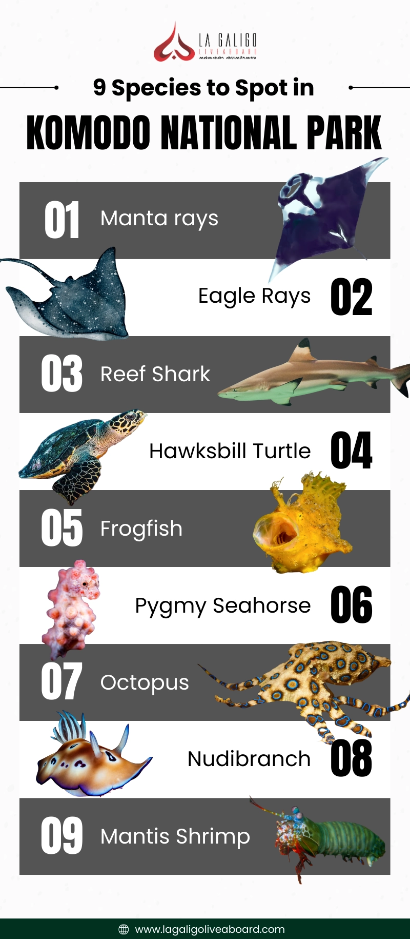 Marine Species in Komodo You Might Encounter