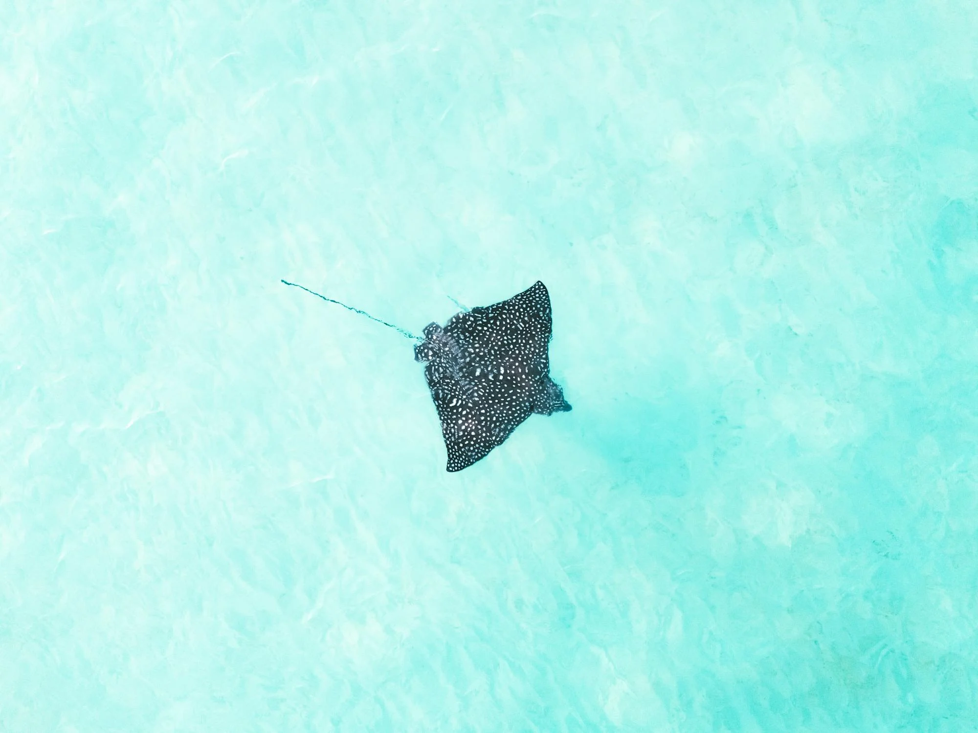 eagle rays