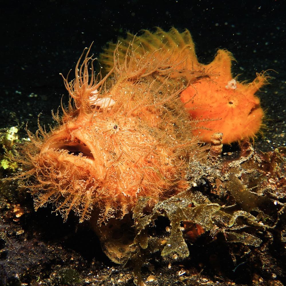 frogfish captured with macro photography technique in Lembeh Strait