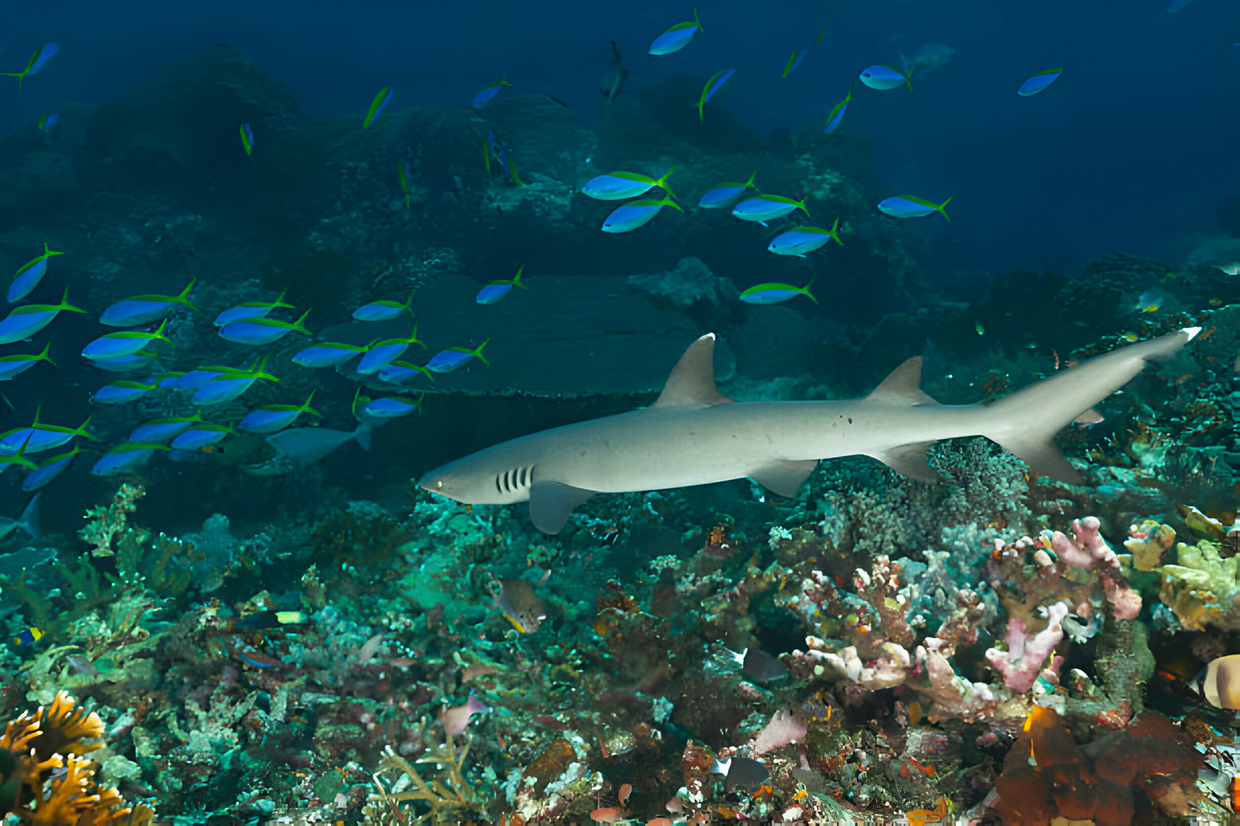 reef shark