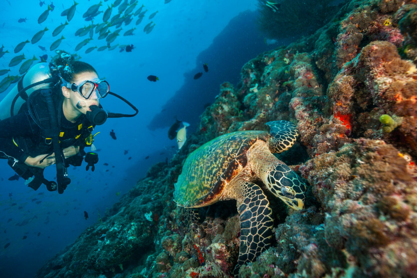 bunaken diving