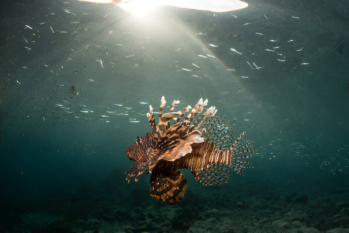 lionfish in wakatobi - credit:Velvetfish/iStock