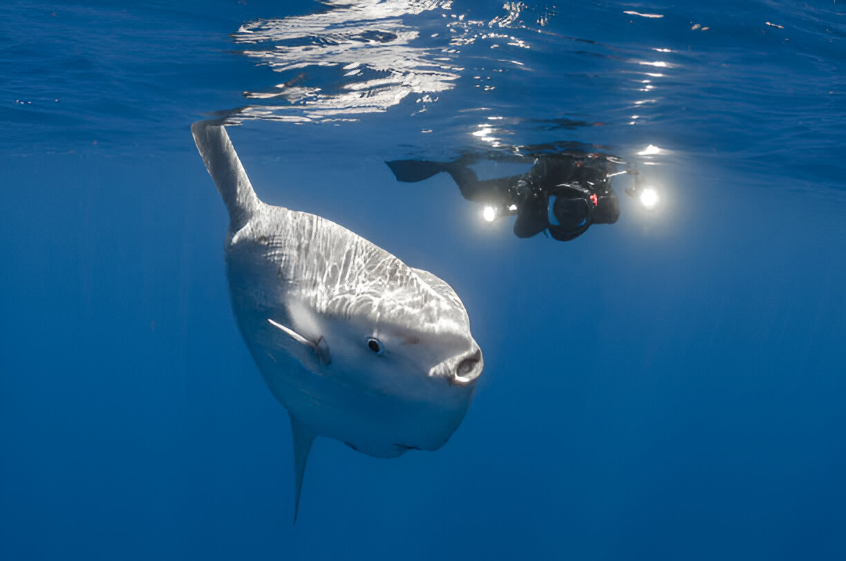Mola mola sunfish in Nusa Penida