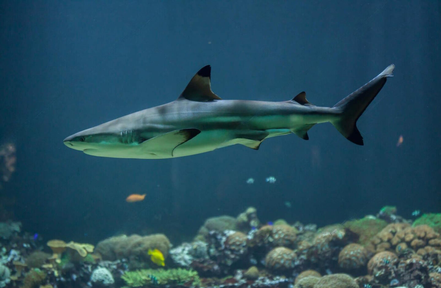 Black tip reef sharks