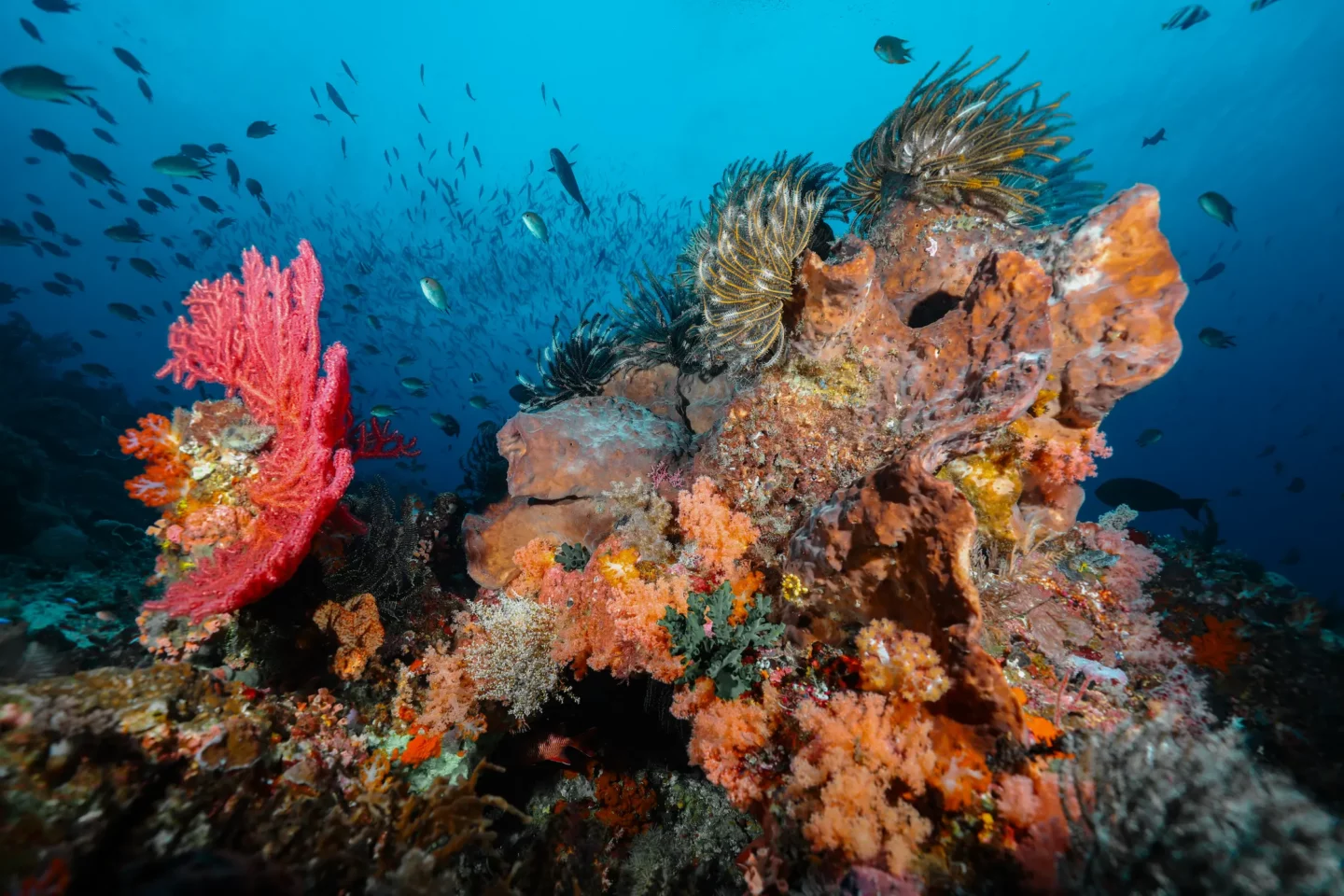colorful corals that are great for scuba diving in Raja Ampat