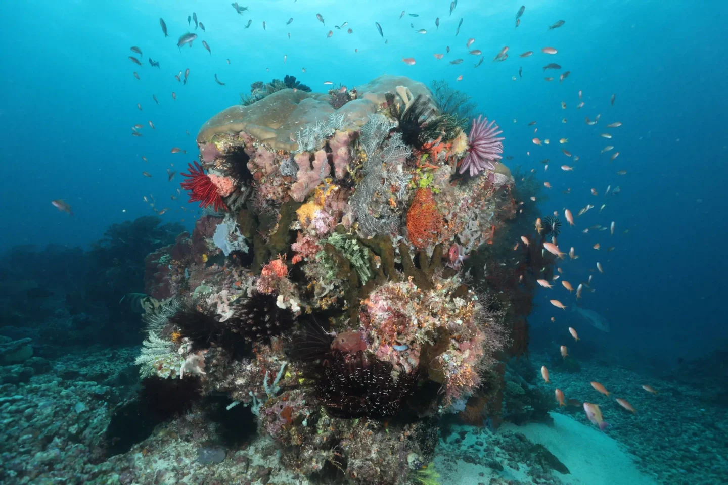 beautiful reefs in Karang Makassar or Manta Point