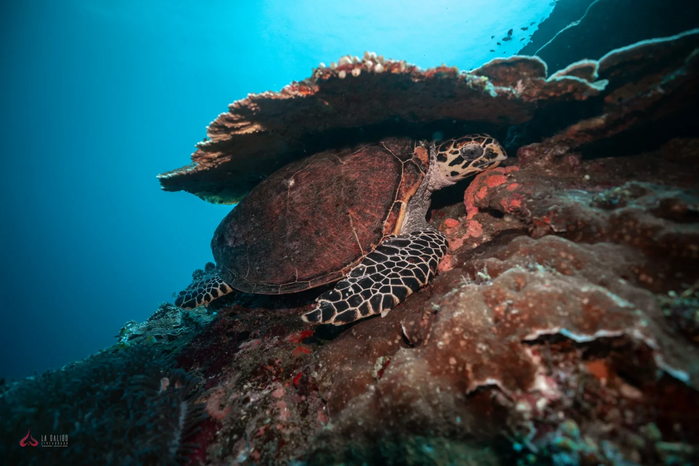 a turtle hiding under the corals to take a rest