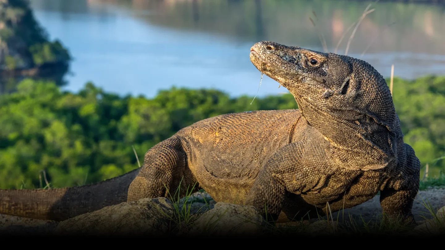 komodo dragon