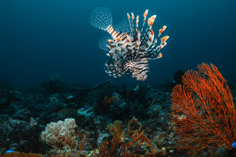 Beautiful Lionfish in Raja Ampat