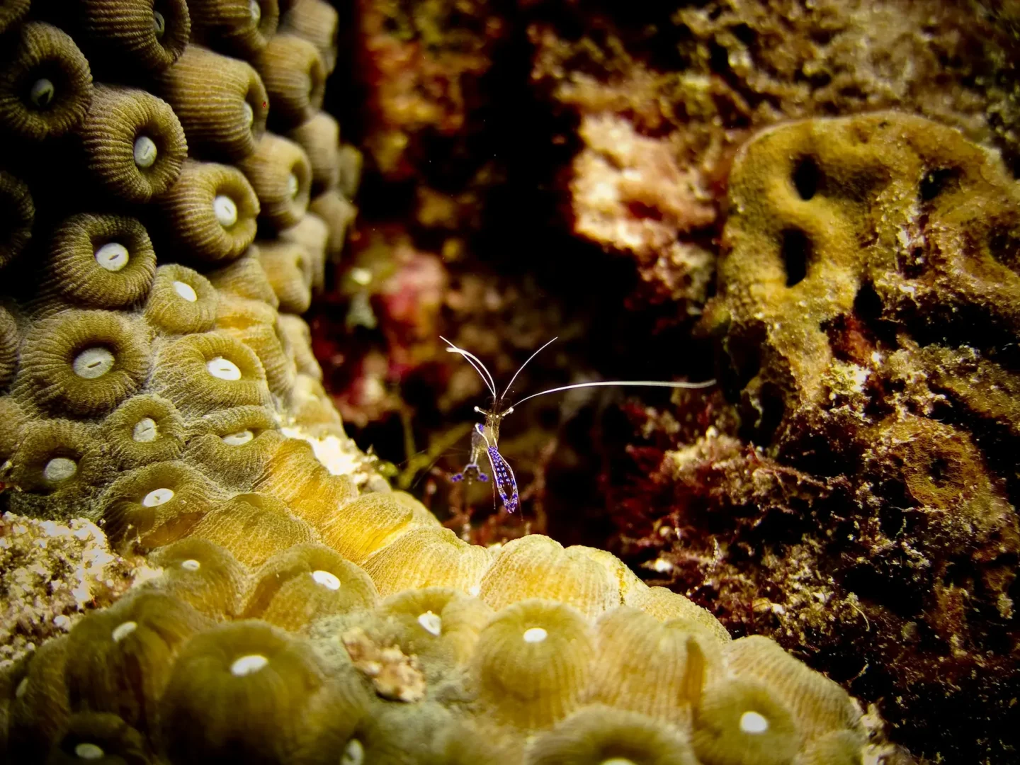 komodo macro dive sites