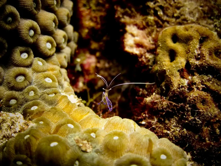 macro diving photography