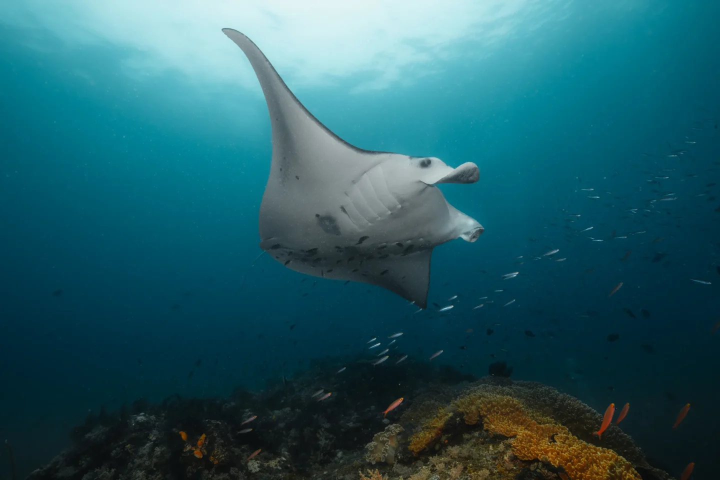 manta rays in Komodo National Park