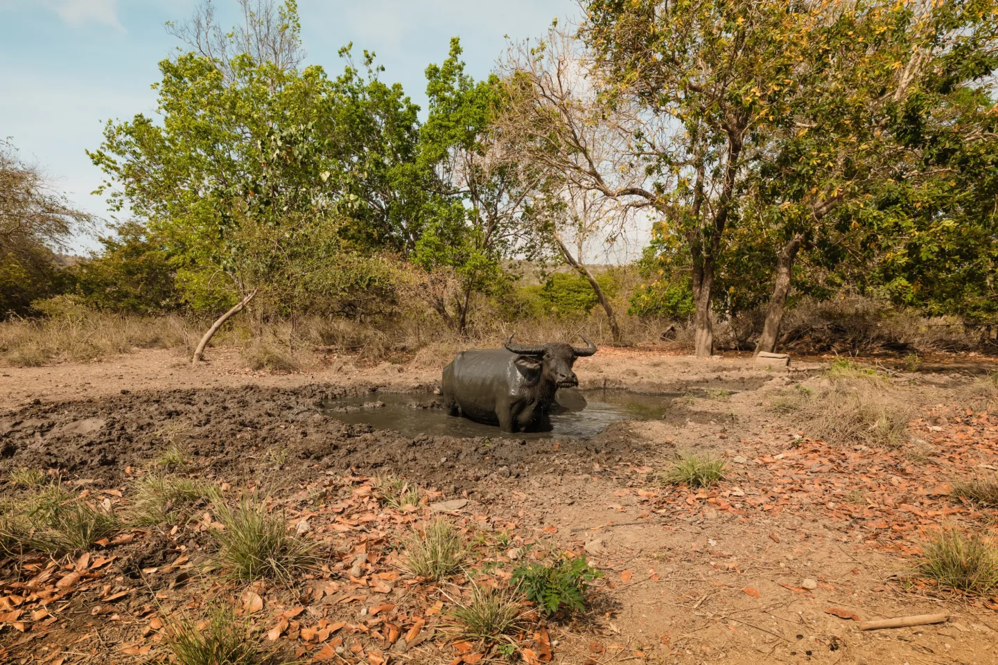 Wild buffalo in a pond, Rinca Island