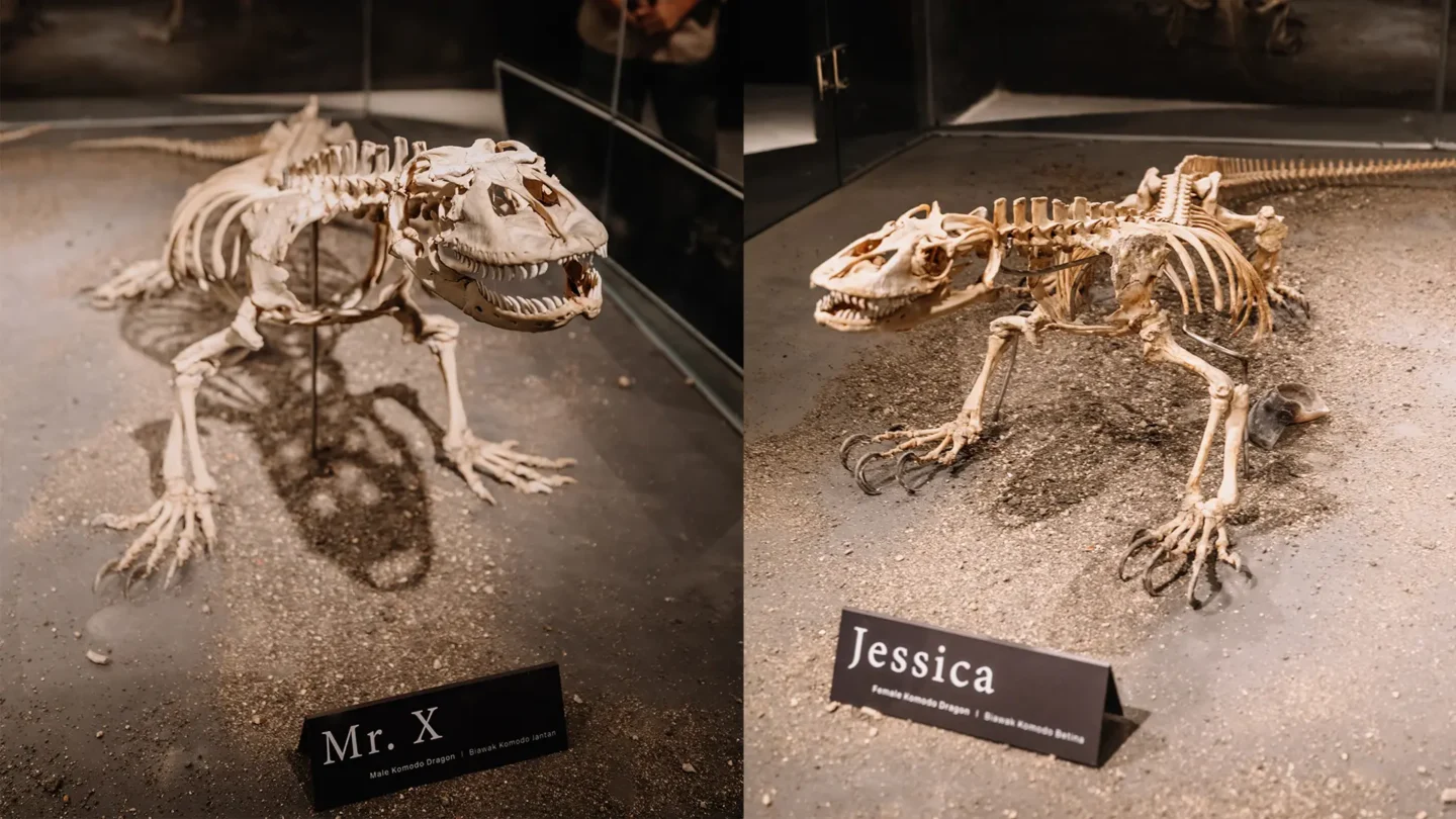 X - Jessica -- Famous Komodo dragon