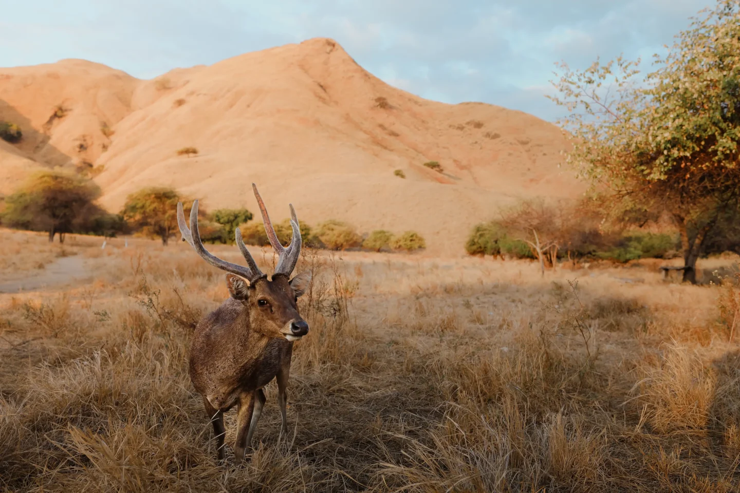 deer in Gili Lawa Darat