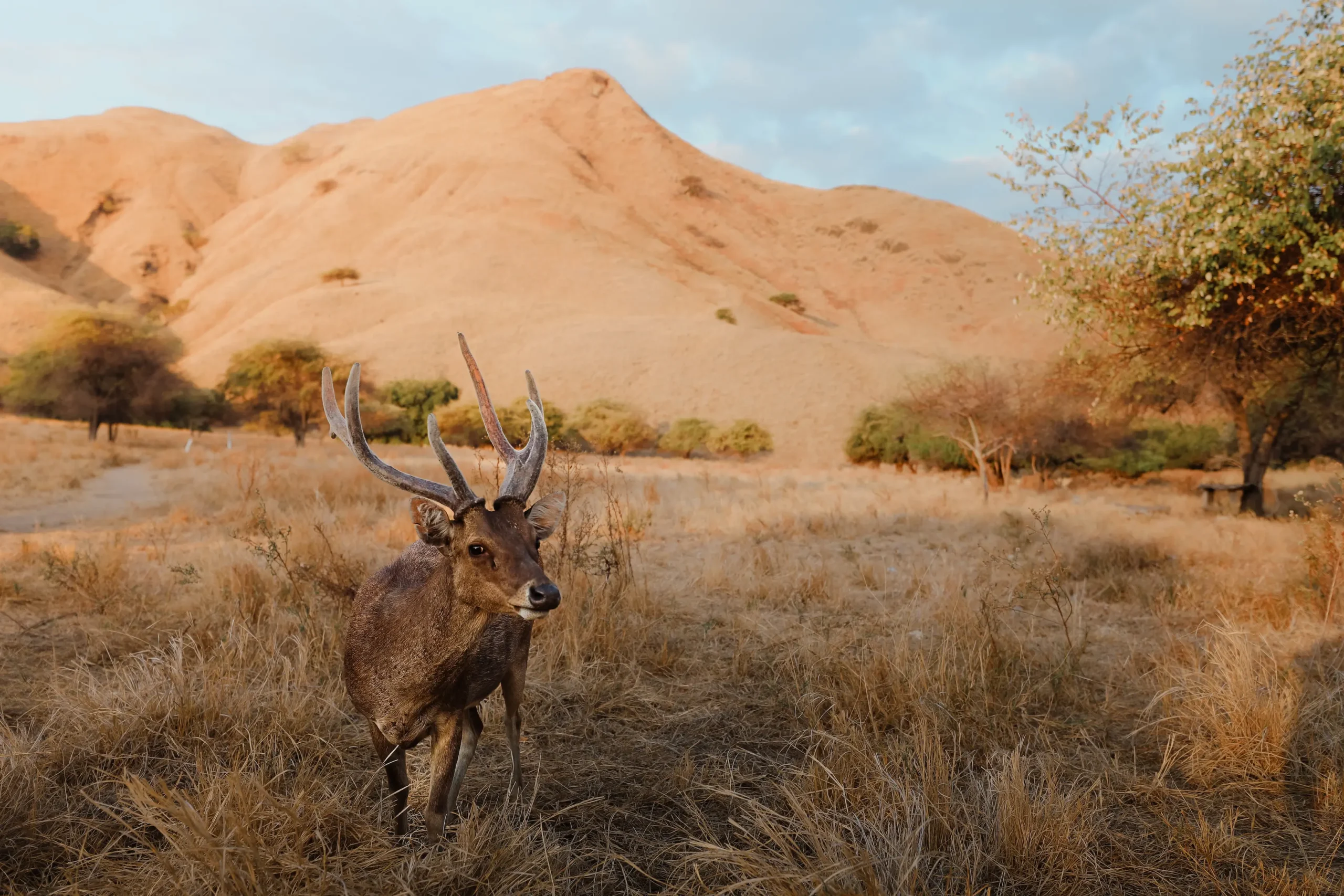 deer in Gili Lawa Darat