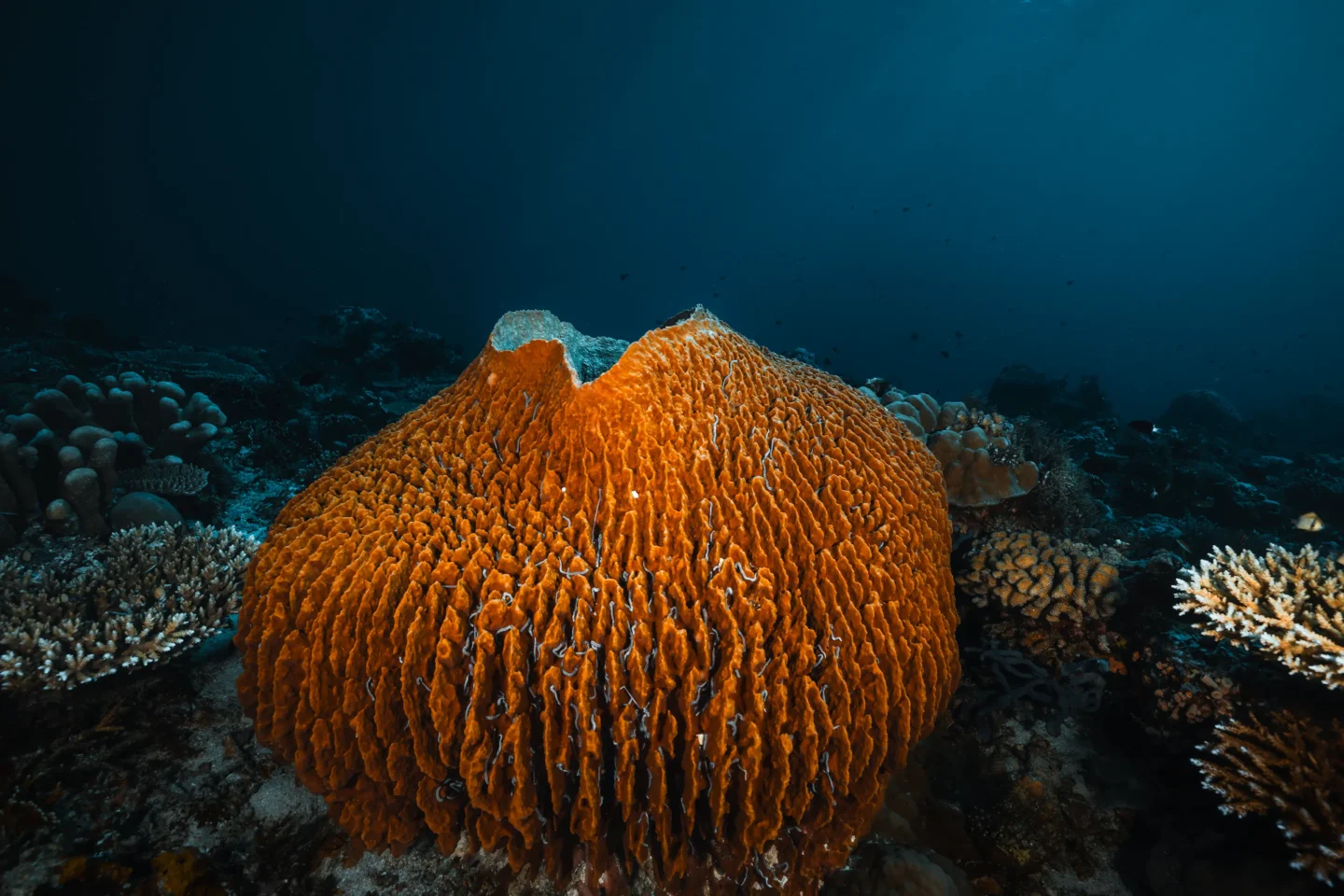 exclusive dive site in raja ampat