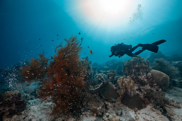 a scuba diver diving in a robust underwater environment in Komodo National Park.