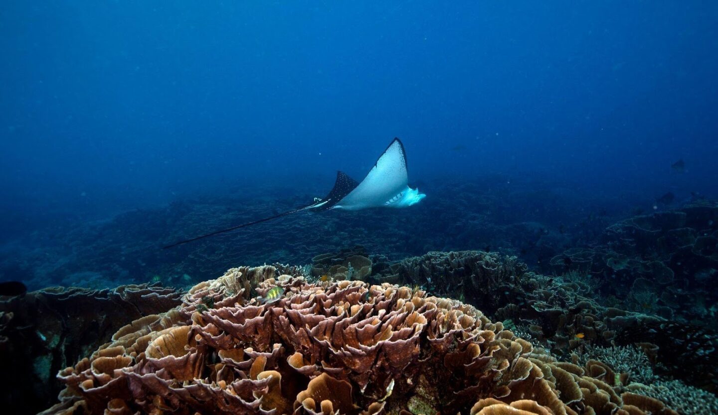 Seasonal marine life activity in the ocean, illustrating how different species appear and disappear throughout the year.