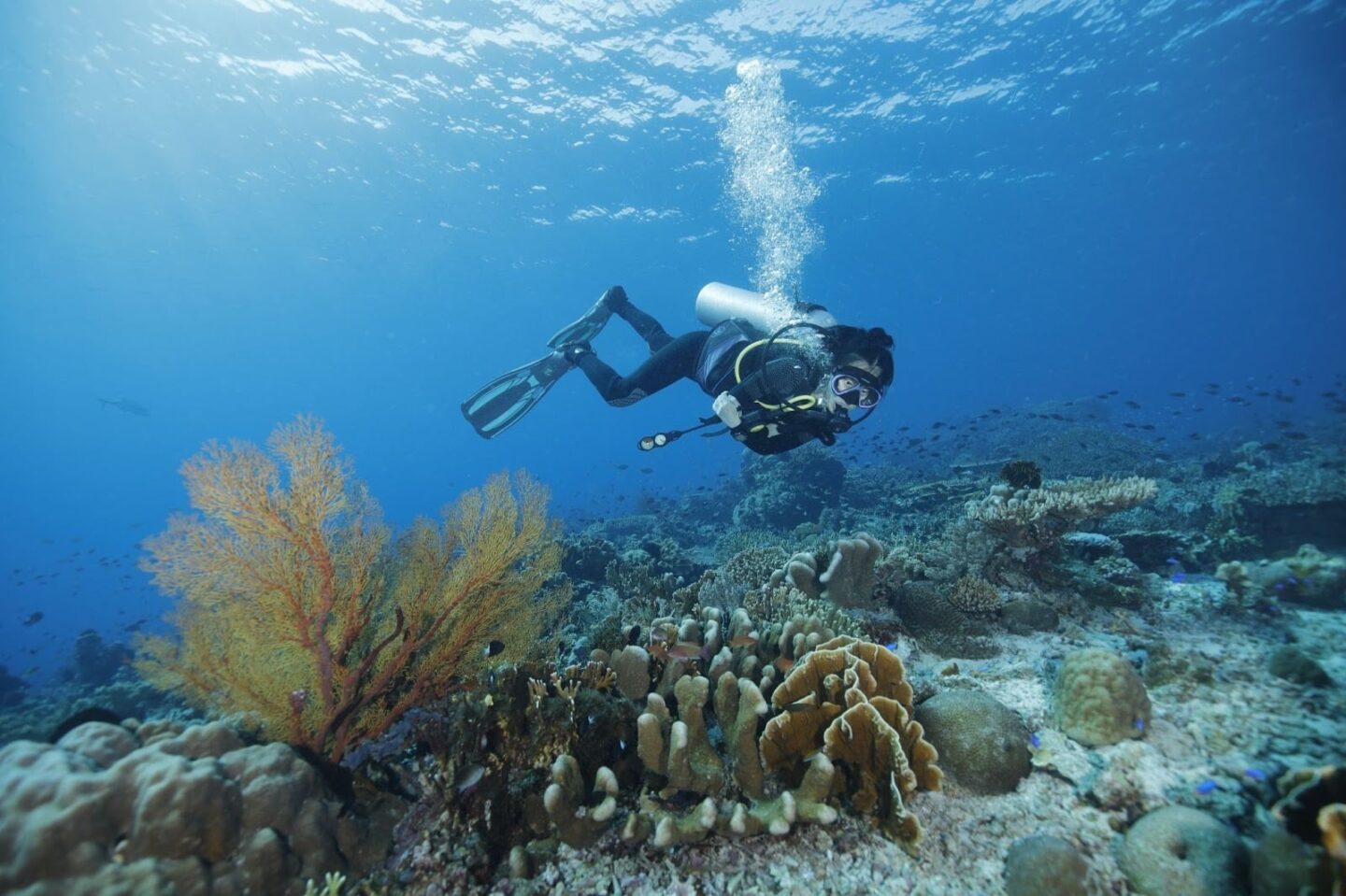 Beginner scuba divers exploring a calm coral reef in Komodo National Park, with clear water, gentle currents, and visible marine life like turtles and reef fish