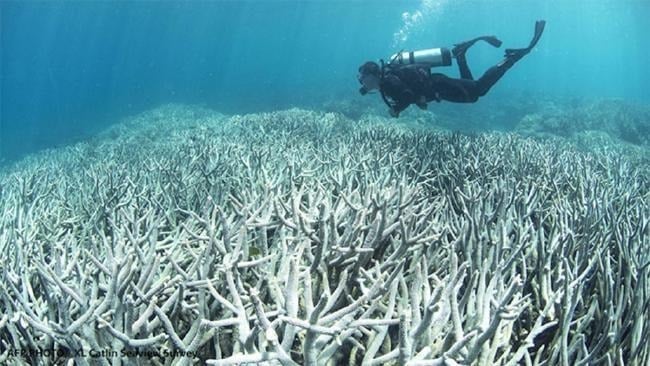 A scuba diver observing bleached coral on a reef