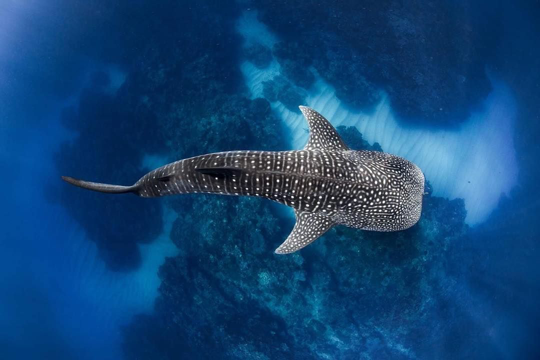 Whale shark swimming in the waters of Komodo Island.