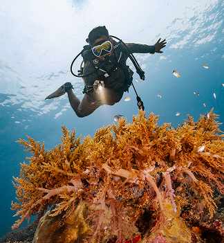 Conservation focused diver in Indonesia