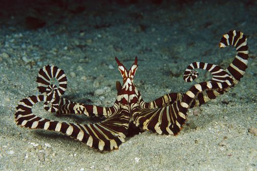 The Mimic Octopus and Its Extraordinary Survival Strategy