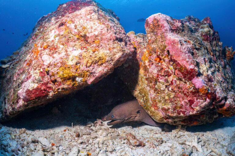 Diving With Moray Eels: A Closer Look at These Secretive Reef Fish