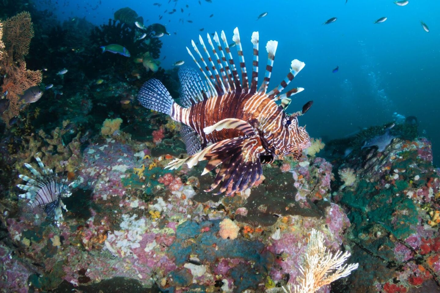 Lionfish: The Striking Reef Fish With a Powerful Defence