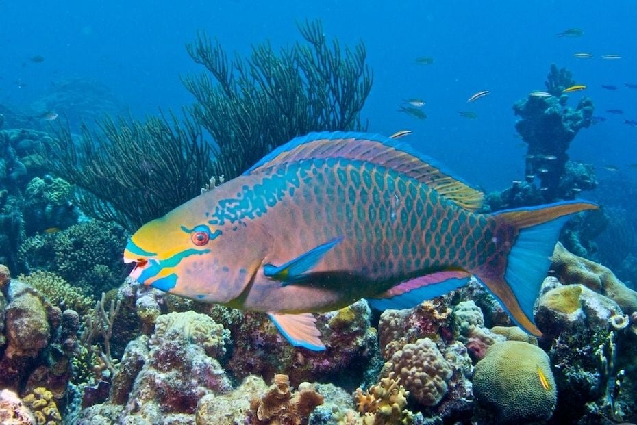 Colourful parrotfish swimming above a healthy tropical coral reef in clear Indonesian waters, grazing on algae and supporting coral reef ecosystems