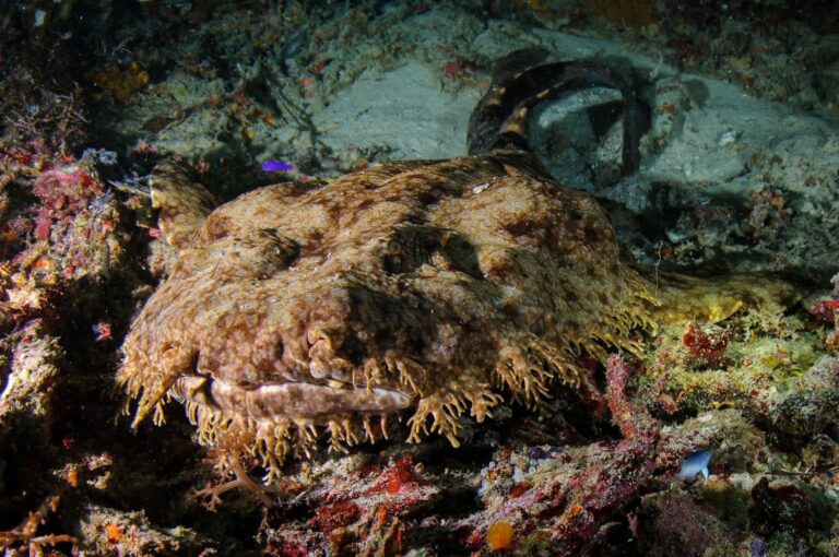 Wobbegong Sharks in Raja Ampat: The Reef’s Hidden Ambush Predators