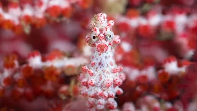Pygmy Seahorses: Discover the Ocean’s Smallest and Most Magical Seahorses