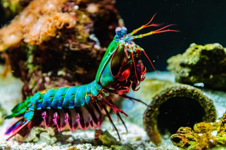 Peacock Mantis Shrimp: The Tiny Marine Creature with a Punch Stronger Than You Expect