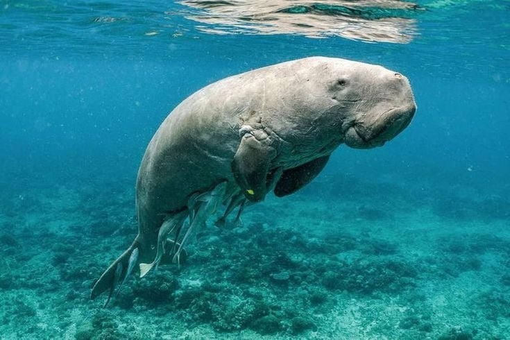 Dugong: The Gentle Sea Cow of the Tropics
