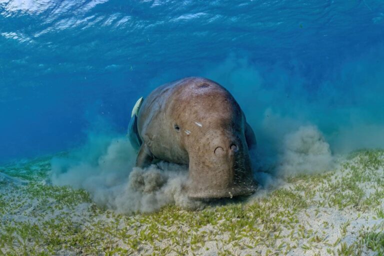 What’s the Difference Between a Dugong and a Manatee? Understanding the Ocean’s Two Gentle Sea Cows