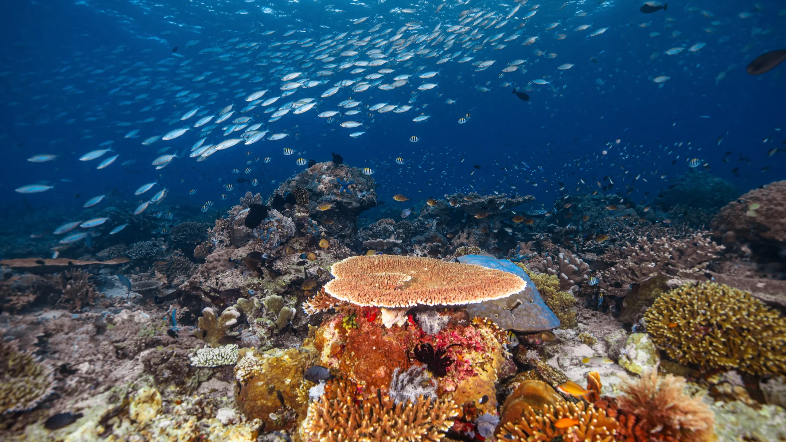 Aerial view of Komodo island