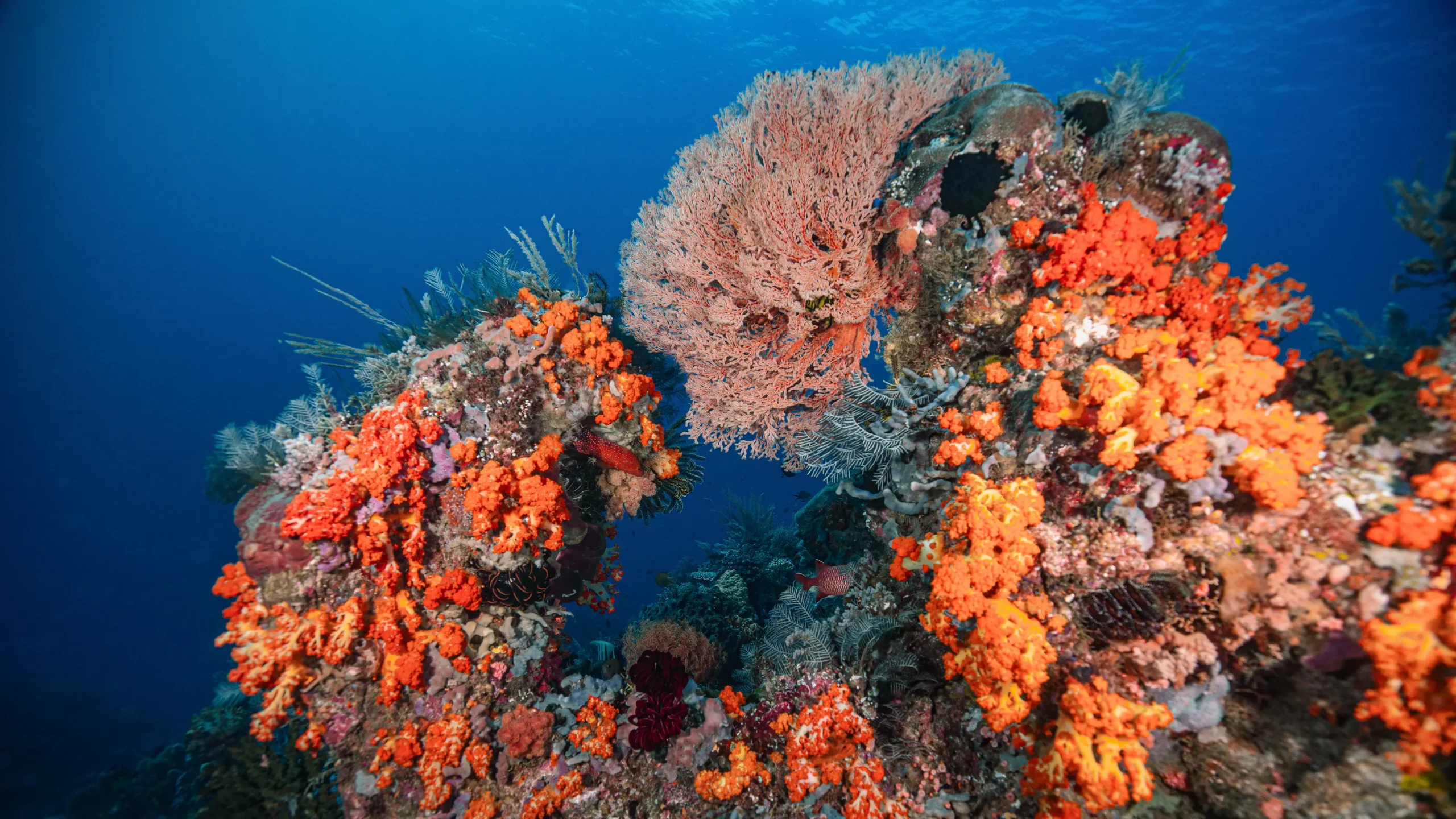 Aerial view of Komodo island
