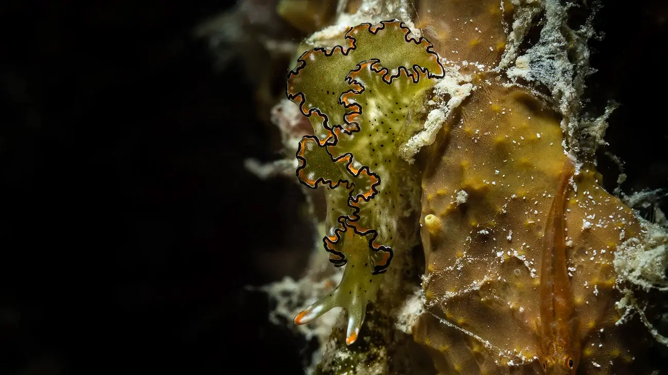 Seahorse in Raja Ampat